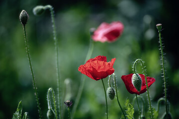 Obraz premium Red spring poppy
