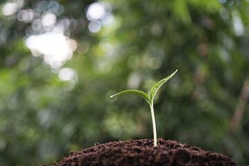 Small growing tree sprout closeup