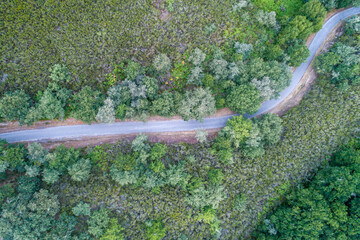 overhead aerial view of a road in an oak forest on an overcast day