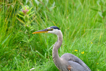 Great Blue Heron closeup portrait against green grass