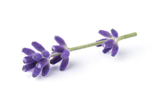 Lavender flower isolated on white background. A single twig of lavender flower in blossom. Alternative medicine herb.