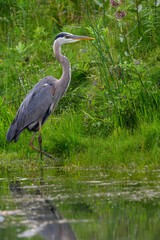 Great Blue Heron standing on green grass, portrait