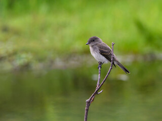 Eastern Phoebe perched on stick against green background