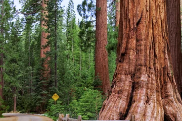 Foto op Aluminium The Mariposa Grove of Giant Sequoias, Yosemite National Park, California USA © Mariusz Blach