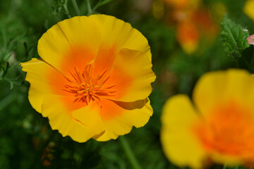 Golden poppies shining under the sun
