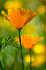 Golden poppies shining under the sun