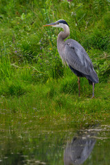 Great Blue Heron standing on green grass, portrait