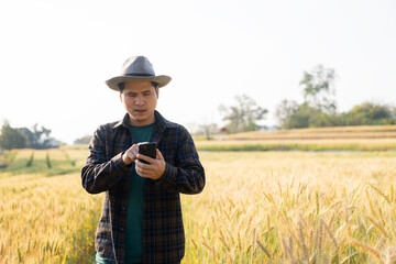 Naklejka na ściany i meble Asian man hand smart farmer using modern digital technology using smartphone in barley field for agriculture industry development.