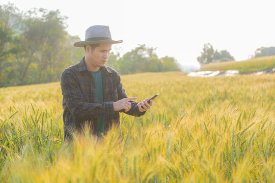 Asian man hand smart farmer using modern digital technology using smartphone in barley field for agriculture industry development.
