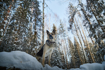 Dog German Shepherd outdoors in the forest in a winter day. Russian guard dog Eastern European Shepherd in nature on the snow and white trees covered snow