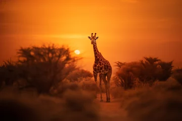 Poster giraffe at sunset © damien