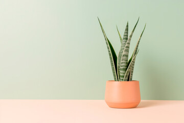Sansevieria plant in a clay pot on a light background. The pike tail plant. Minimalism.