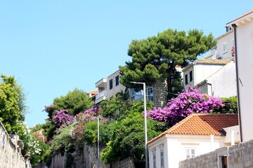 Blooming colorful oleanders and other plants on the Dubrovnik streets, Croatia. Flowers and plants near the windows and facade of the house