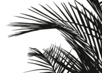 Obraz premium Shadow Palm Leaves silhouette, Tropical Coconut Leaf Overlay, Element object for Spring Summer, Mock up Product Presentation