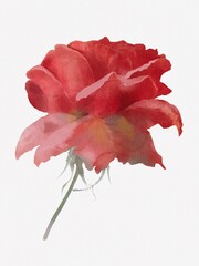 Bright red Rose on a white background. Digital watercolor painting. Art decor, illustration.