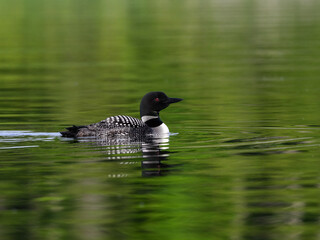 Common loon swimming in green water, portrait