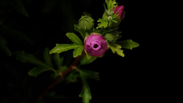 Time lapse footage of pink Syrian Hibiscus syriacus flower growing blossom from bud to full blossom then wilted isolated on black background, 4k close up  video.