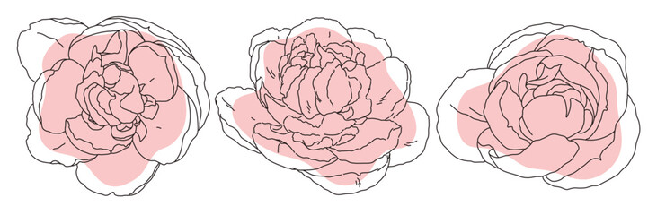 Peony blossom in bloom black line on pink color abstract shape illustration. Hand drawn realistic detailed vector clipart collection.