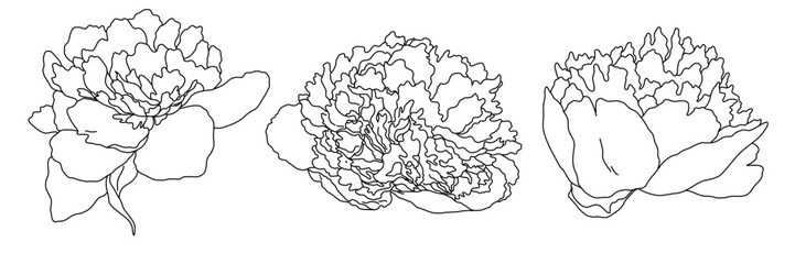 Peony blossom in bloom black outline illustration. Hand drawn realistic detailed vector clipart collection.