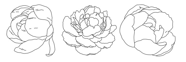 Peony blossom in bloom black outline illustration. Hand drawn realistic detailed vector clipart collection.