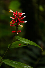 Close-up of plant with small white and white flowers, in the forests of Mindo, Ecuador. SCHLEGELIA FASTIGIATA. 