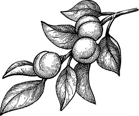 Apricot branch ink sketch.