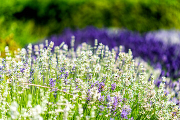 Naklejka premium Fields with lavender in southern France
