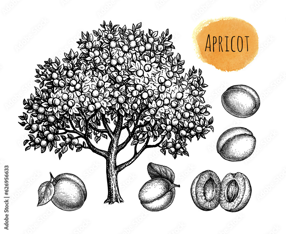 Canvas Prints apricot tree and fruits ink sketches.