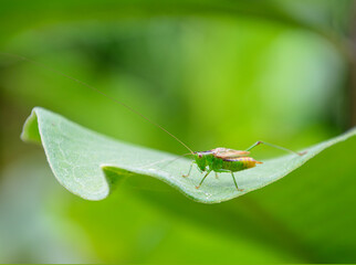 Small katydid on a leaf with green background
