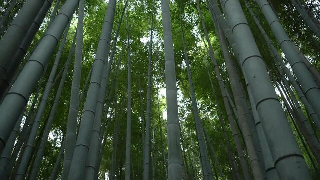 京都嵐山の竹林を見上げる