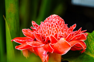 Torch Ginger