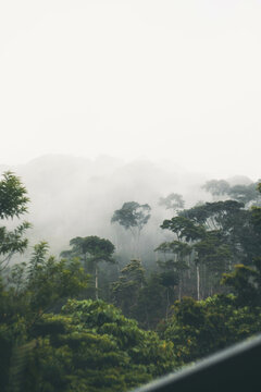 Moorning rainforest view