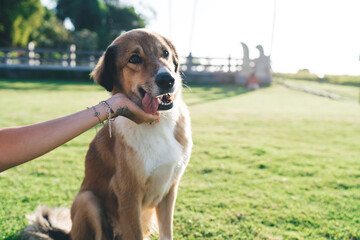 Unrecognizable female cynologist enjoying leisure with purebred happy dog rescued from shelter, cropped woman with pet doggie spending weekend for training and bonding with fluffy best friend