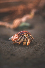Curious hermit crab on the beach sand