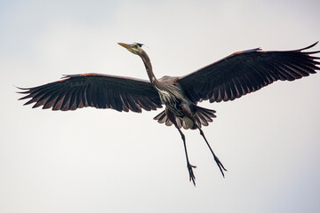 Great blue heron in Louisiana swamp.