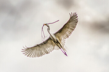 Great white egret in Louisiana swamp.