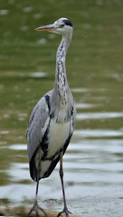 grey heron