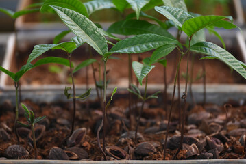 Seedlings of Canarium indicum, known as galip nut, is a mainly dioecious tree
