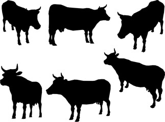 Vector sketch illustration of cartoon fat cow farm animal with lots of meat