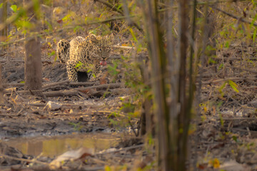 Sub-adult leopard drinking water at water body