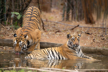 Naklejka na ściany i meble Royal Bengal tiger in natural habitat of Tadoba-Andhari Tiger reserve