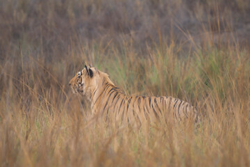 Royal Bengal tiger in natural habitat of Tadoba-Andhari Tiger reserve