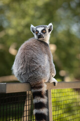 Ring-Tailed Lemur Sits on Fence in Zoological Garden. Vertical Shallow Depth of Field Animal Portrait of Lemur Catta in Zoo.