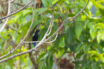 Perched Asian fairy blue bird in the natural habitat