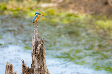 Perched common kingfisher in its natural habitat at Tadoba Andhari tiger reserve, Maharashtra