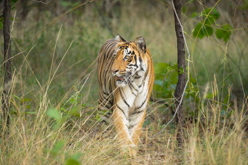 Royal Bengal tiger in natural habitat of Tadoba-Andhari Tiger reserve