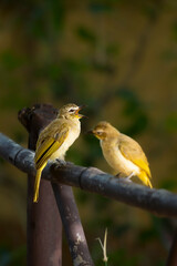 Perched White Browed bulbul in its natural habitat