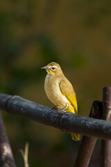 Perched White Browed bulbul in its natural habitat