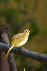 Perched White Browed bulbul in its natural habitat