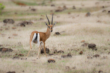 The Indian gazelle also called as Chinkara in the wild habitat